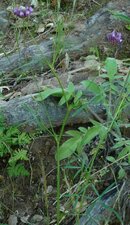 Trifolium willdenovii Plant